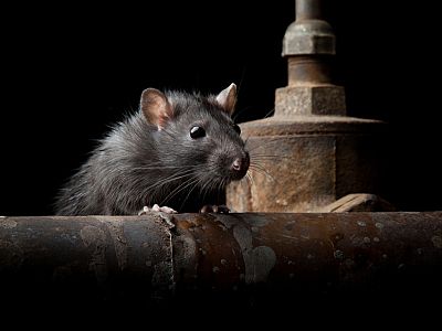 Rat and mouse control in Devon