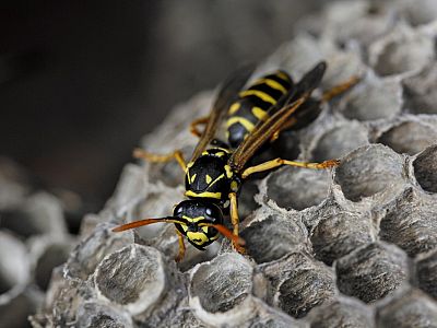 Hornets & Wasps